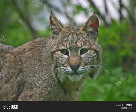 American Bobcat Image And Photo Free Trial Bigstock