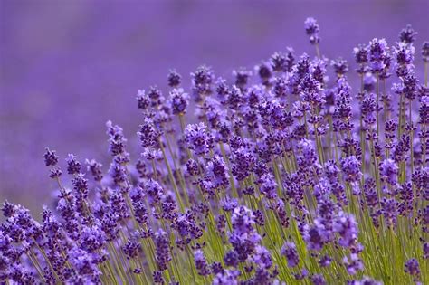 Paling Keren 30 Gambar Pemandangan Bunga Lavender Galeri Bunga Hd