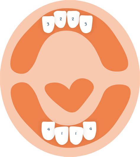 Dentinox Het Baby Gebit De Eerste Tandjes