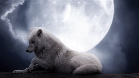 Hd Wolf Wallpapers 1080p 71 Images