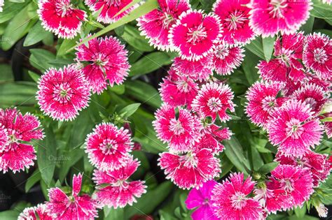 Dianthus Flowers Beautiful Flowers High Quality Nature Stock Photos