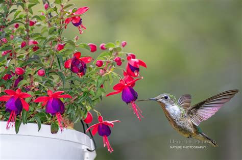 Annual Flowers To Attract Hummingbirds Maine Garden Ideas