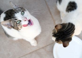 I'm sure it's fine if it's only a treat every once in a while. Can Pets Have Almond Milk or Soy Milk? | Milk for cats ...