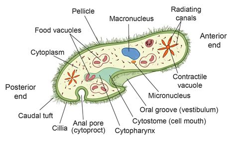 The Structure Of Paramecium Cell Rs Science