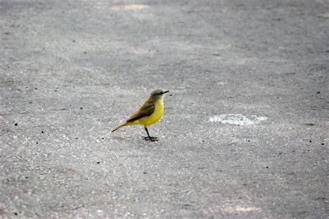 Free Images Nature Wing Road Asphalt Wildlife Beak Yellow