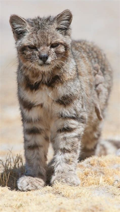 The markings are smaller and more numerous. ANDEAN MOUNTAIN CAT - GATO ANDINO - ANDENKATZE - CHAT DES ...