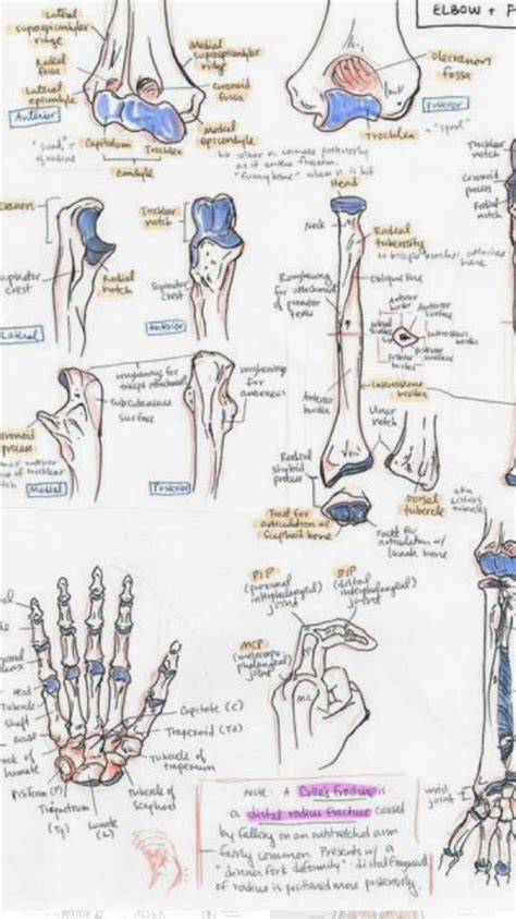Pin By Joanna On Study Medicine Notes Science Notes Radiology Student