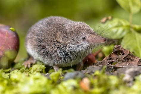 Pygmy Shrew Stock Image Image Of Closeup Scotland British 13084519