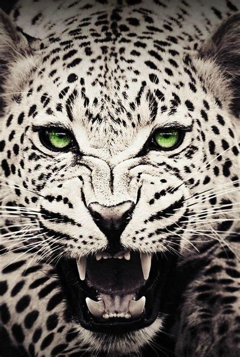 Wild Animals Wallpaper Hd For Android Apk Download