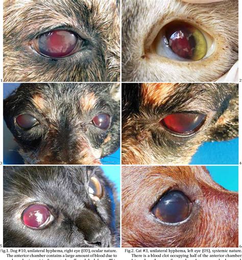 It's common knowledge that red, bloodshot eyes are often caused by excessive dryness. most popular Dogs Red Eyes In Photos - Dogs Of Days Summer