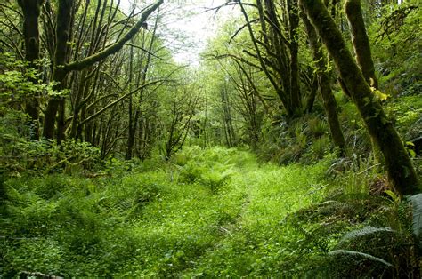 Tower Of The Archmage Sunday Inspirational Image Overgrown Trail