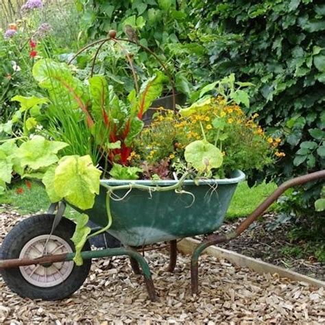 A Moveable Feast Growing Your Veggies In A Wheelbarrow Laidback Gardener