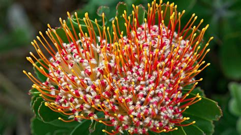 Free Photo South African Flower Beautiful Bright Decorative Free