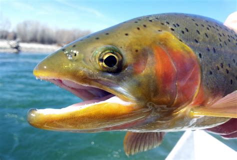 100000 Rainbow Trout Will Be Stocked In Public Ohio Lakes This Year