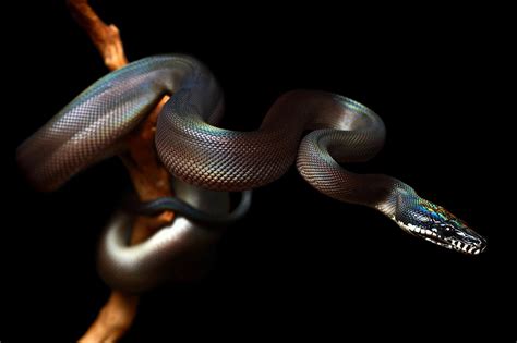 Animals Snake Reptile Black Background Wallpapers Hd Desktop And