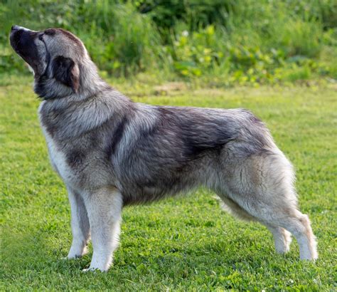 Romanian Carpathian Shepherd Dog In 2023 Akc Dog Breeds Dog Breeds