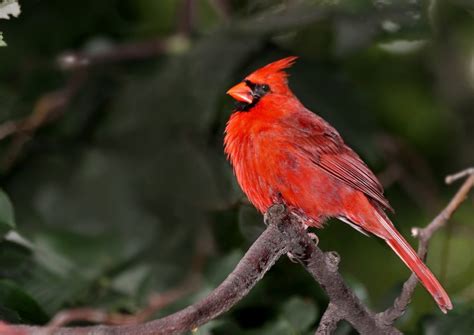Cardenal Rojo Cardinalis Cardinalis Ecoregistros
