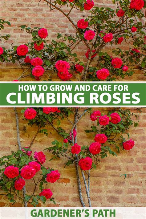 Repeat Flowering Climbing Roses Home Alqu