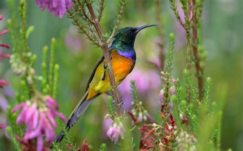 Bird Sunbird Colorful Flowers Wallpapers Hd Desktop