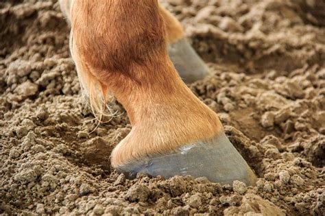 Navicular In Horses Complete Horse Guide