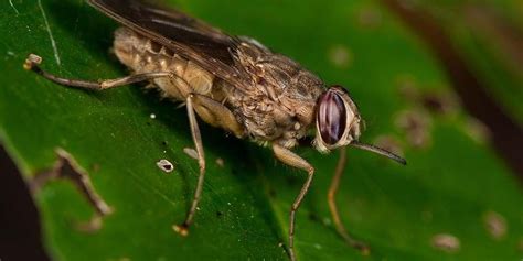 Mengenal Lalat Tsetse Serangga Yang Menyebabkan Penyakit Tidur