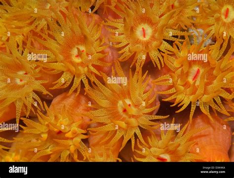 Coral Tentacle Close Up Hi Res Stock Photography And Images Alamy