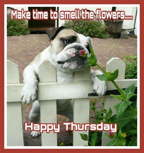 Happy Thursday Dogs Animals Funny Dogs