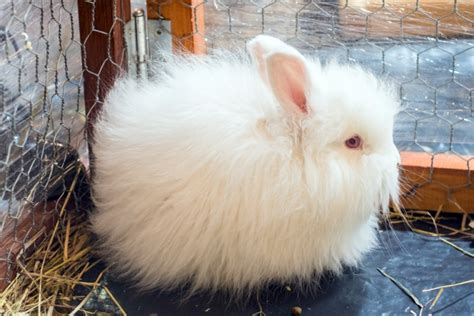 Satin Angora Rabbit Care Pictures Temperament Habitat And Traits