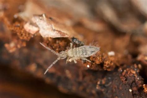 Tiny Silver Bugs In Houseplant Soil Get Rid Of Them Now