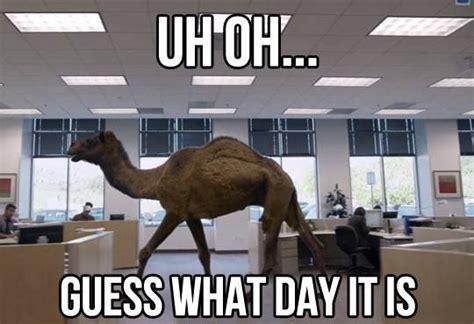 Hump Day Camel Mike Meme