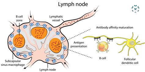 Lupus And The Lymphatic System Kaleidoscope Fighting Lupus