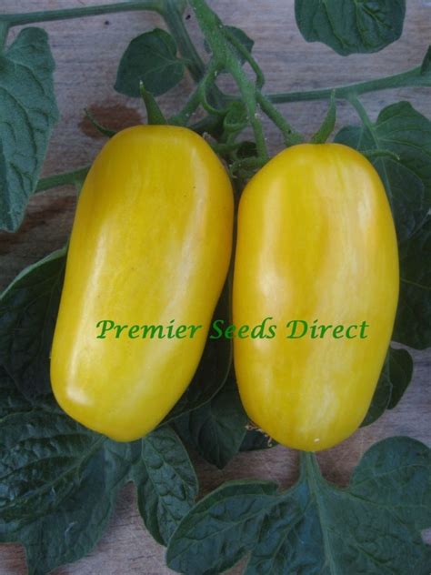 Tomato Banana Legs Tomato Premier Seeds Direct Ltd
