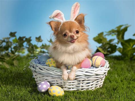Cute Easter Backgrounds Wallpaper Cave