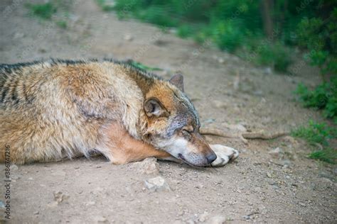 European Gray Wolf Resting Under The Shade Of Trees Eurasian Wolf