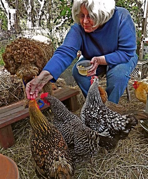 Raising Chickens Central Coast Gardening