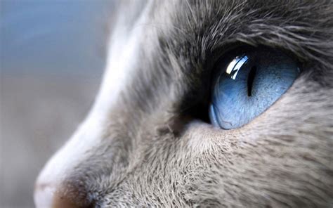 Cat Eyes Wallpapers Top Free Cat Eyes Backgrounds Wallpaperaccess