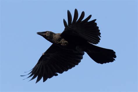 Massive Crow Birds In Photography On Forums