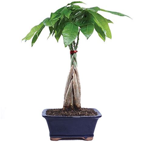 While it is common to find money trees with five to six leaves on each stem, it is quite rare to find one with seven leaves. Brussel's Live Money Tree Indoor Bonsai - 4 Years Old; 10" to 14" Tall with Decorative Container ...