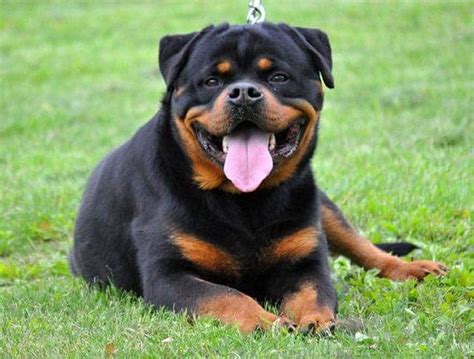 Find rottweilers for rescue in Washington at King Rottweilers. Our Rottweiler puppies are well