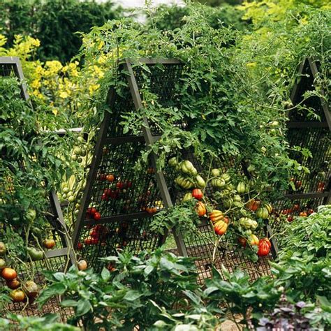 10 Tomato Garden Ideas Simphome In 2020 Tomato Trellis Tomato Vine