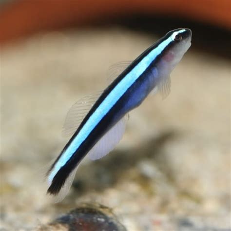 A Small Blue And Black Fish Floating On Top Of Sand Next To A Plant Pot