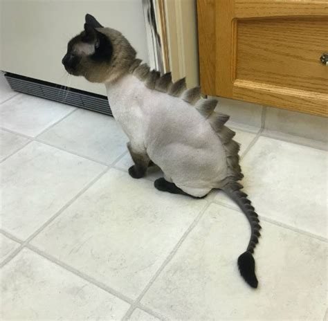 Awkward Trend Dinosaur Cat Haircuts In 2020 Cat Haircut Funny