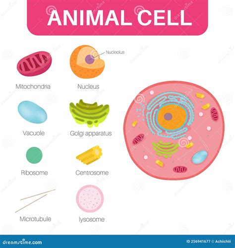 An Animal Cell Is A Type Of Eukaryotic Cell Stock Vector