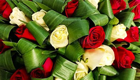 Natural Red And White Roses In Green Leaves Congratulatory Festive