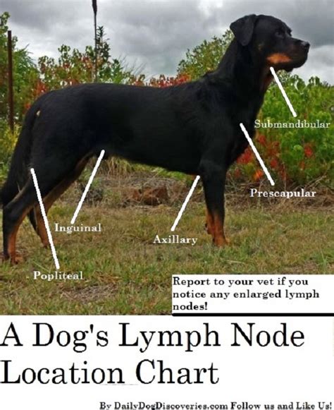 Pictures Of Dogs Lymph Nodes