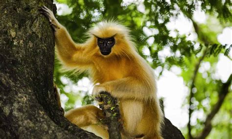 Here Are The Most Stunning Monkeys In The World Hot News