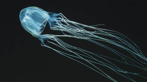 Qld Teen Boy Dies From Box Jellyfish Sting Broome Advertiser