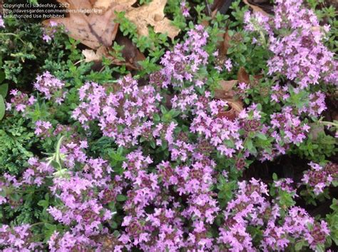 Buy 1 x 1 litre. PlantFiles Pictures: Red Creeping Thyme 'Coccineus Group ...