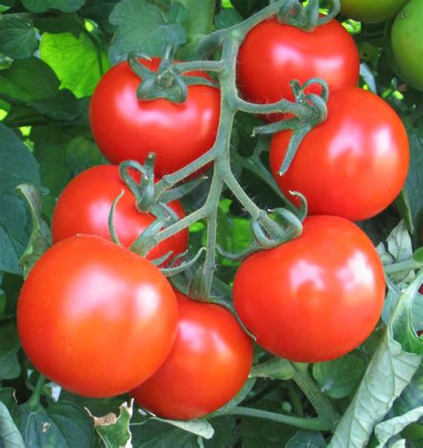 Akrai F1 - Tomato indeterminate Single fruit - Linea Professionale