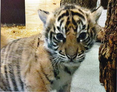5x7 Sumatran Tiger Cub Photos Etsy